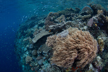 Naklejka na ściany i meble A spectacular variety of marine invertebrates and fish thrive on a shallow coral reef in Raja Ampat, Indonesia. This tropical region supports the greatest marine biodiversity on the planet.