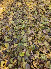 autumn camouflage leaf photos