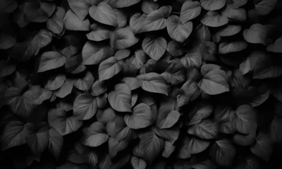 Keuken spatwand met foto Botanical illustration, abstract dark green texture, nature background, tropical leaf, The wallpaper features a palette of dark sage colors. © mostafa