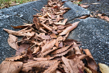 茶色く枯れて側溝に降り積もった落ち葉