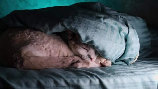 a cat crawled under the covers sleeping