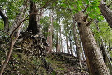 Fototapeta premium 林 静岡県河津町 Hayashi Kawazu Town, Shizuoka Prefecture