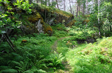 footpath in the forest in norway