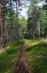 Fototapeta na wymiar path in the forest in norway