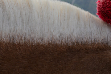 Detail of a horse harnessed to a horse carriage at the fair
