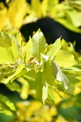 Autumn leaves close-up Pro Photo. Branches and yellow leaves. The compound golden green leaves and immature fruits of horse bush plant