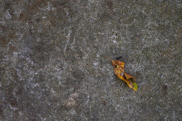 Colorful seashells on the white sand beach Use it as a cover image or background for your travels. Can stimulate tourism