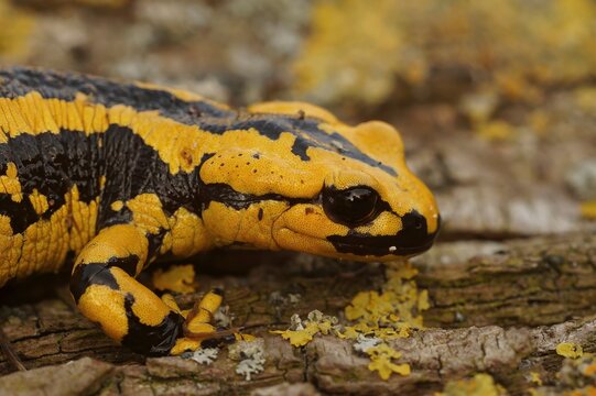 Closeup on a colorful yellow male Spanish Iberian fire salamander, Salamandra bernardezi from Tendi Valley, Costa Verde