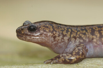 Closeup on a colorful Japanese Hida streamside salamander, Hynobius kimurae sitting on a stone