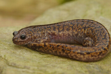 Closeup on a colorful Japanese Hida streamside salamander, Hynobius kimurae sitting on a stone