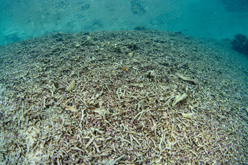 Fototapeta na wymiar A shallow coral reef has been bleached and destroyed by high sea surface temperatures in Raja Ampat, Indonesia. But, this tropical region still supports the greatest marine biodiversity on the planet.
