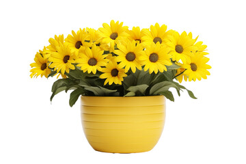 Pot of yellow daisy flowers on a white background isolated PNG