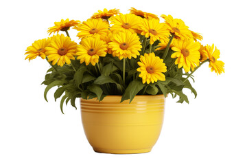 Pot of yellow daisy flowers on a white background isolated PNG - Powered by Adobe