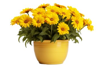 Pot of yellow daisy flowers on a white background isolated PNG