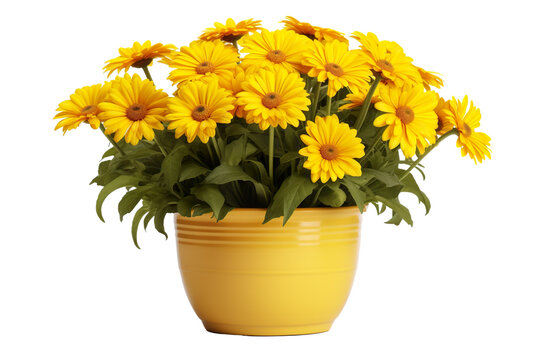 Pot of yellow daisy flowers on a white background isolated PNG