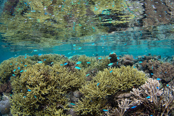 Fototapeta na wymiar A spectacular variety of marine invertebrates and fish thrive on a shallow coral reef in Raja Ampat, Indonesia. This tropical region supports the greatest marine biodiversity on the planet.