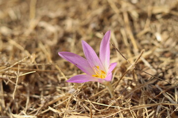 Colchicum neapolitanum in the middle of dead nature, flower blooming in dry terrain, macro closeup, beauty of flora