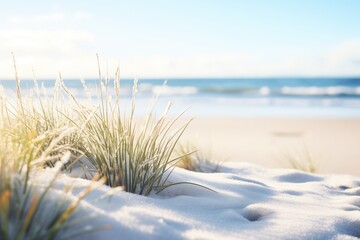 frosted sea grass with snowy beach and calming waves