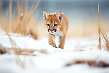 Fotobehang puma prowling in snow-covered terrain © stickerside