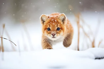 Foto op Plexiglas puma prowling in snow-covered terrain © stickerside