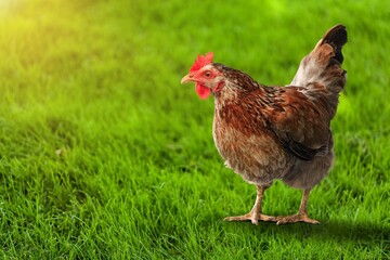Young brown agro hen on background.