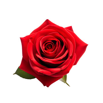 red rose isolated on png background.