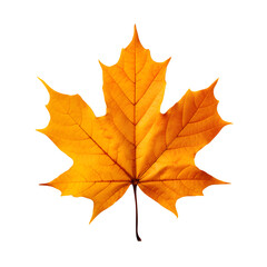 Autumn leaf png background.