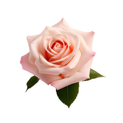 Pink rose isolated on png background.