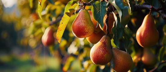 Fruit hanging from a pear tree. - obrazy, fototapety, plakaty