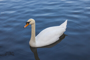 A swan on the mill pond in Trittau