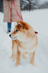 A Shiba Inu dog actively walks through the winter forest. Walking with pets in the forest.