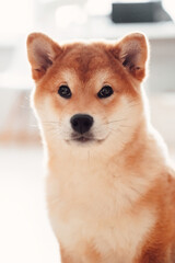 A red Shiba Inu dog sits on a light floor in a modern room.