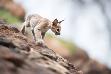 Outdoor kussens puma climbing steep mountain trail © stickerside