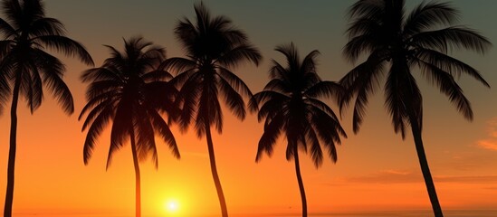 Fototapeta na wymiar Palm tree shadows at dusk