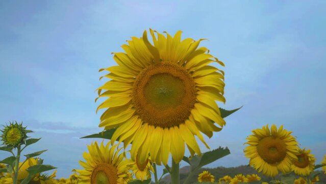 Sunflower in garden field on hill of countryside