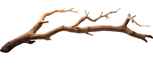 Dead tree branches with cracked bark. Isolated on transparent background