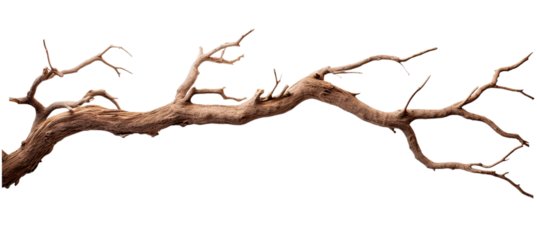 Dead tree branches with cracked bark. Isolated on transparent background