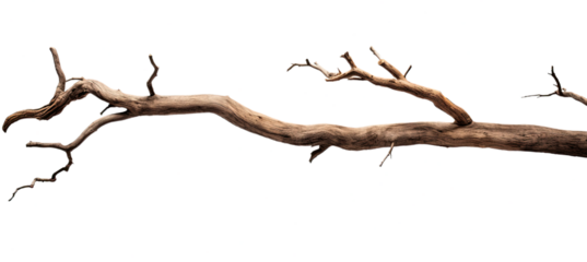 Dead tree branches with cracked bark. Isolated on transparent background