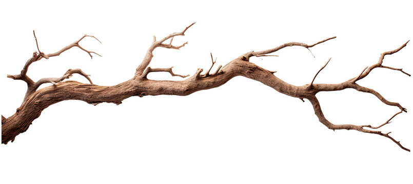 Dead tree branches with cracked bark. Isolated on transparent background