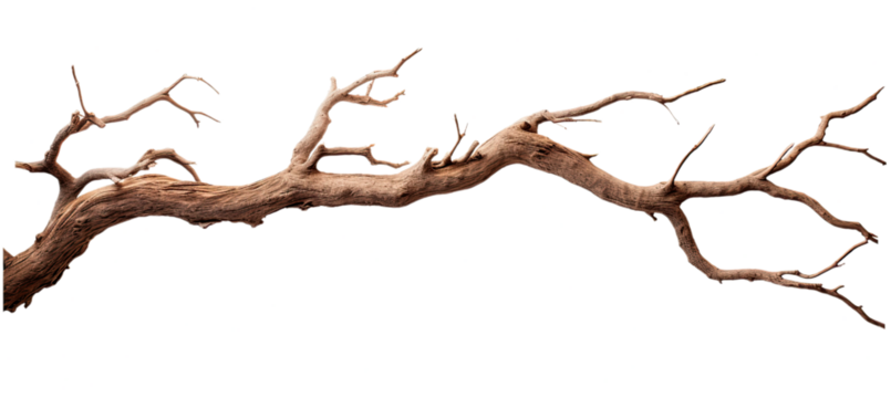 Dead tree branches with cracked bark. Isolated on transparent background