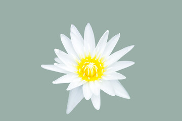 White lotus flower on green background, minimalist style