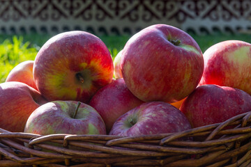Aport is one of the largest and most valuable varieties of apples. The most famous apple orchards of this variety of apples are in the suburbs of the Kazakh city of Almaty.