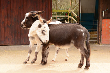 Hugging donkeys in manachester