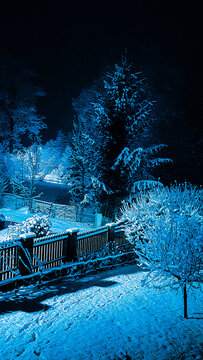 winter  in cantry, trees in winter. 