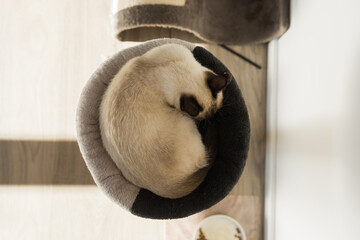 Small siamese cat sleeping on her cat's bed with soft cozy environment top view copy space. Pet...