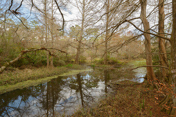 Fototapeta na wymiar Small scenic Bayou found in southeastern Louisiana. December 2023