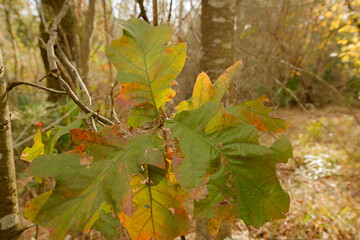 Big oak leaves changing colors. Mandeville LA. December 2023