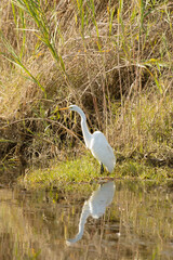 Fototapeta premium Great Egret in the Louisiana marsh. Lacombe LA. December 2023