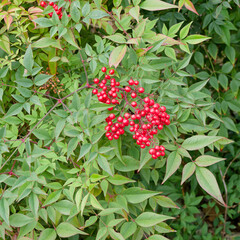  Nandina domestica | Chinese sacred bamboo - Heavenly bamboo - Domestic bamboo - Celestial bamboo - Wonderful bamboo. Ornamental shrub with lacy foliage and vibrant red berries in winter