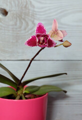 Mini phalaenopsis peloric orchid in a pot, selective focus, vertical orientation with space for inscription.